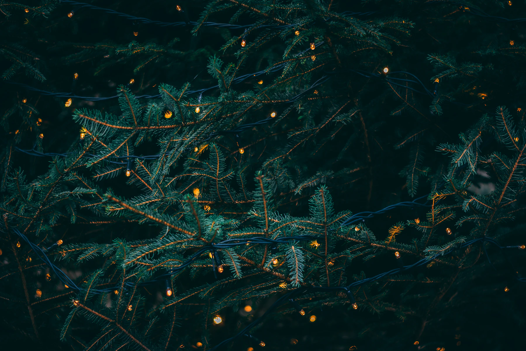 String lights glowing softly through dark pine branches at night