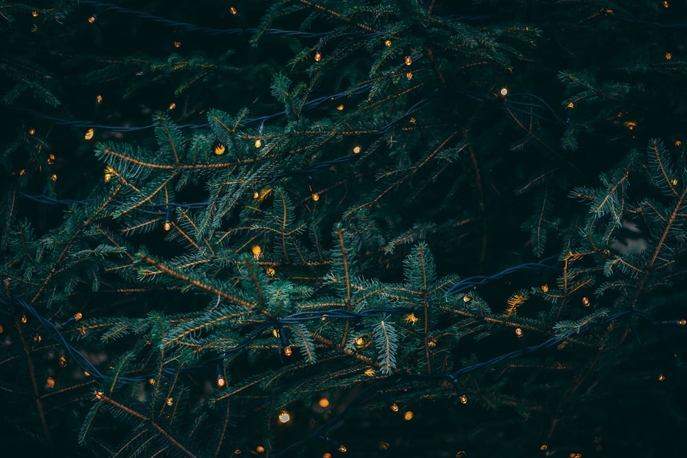 green pine tree with fireflies
