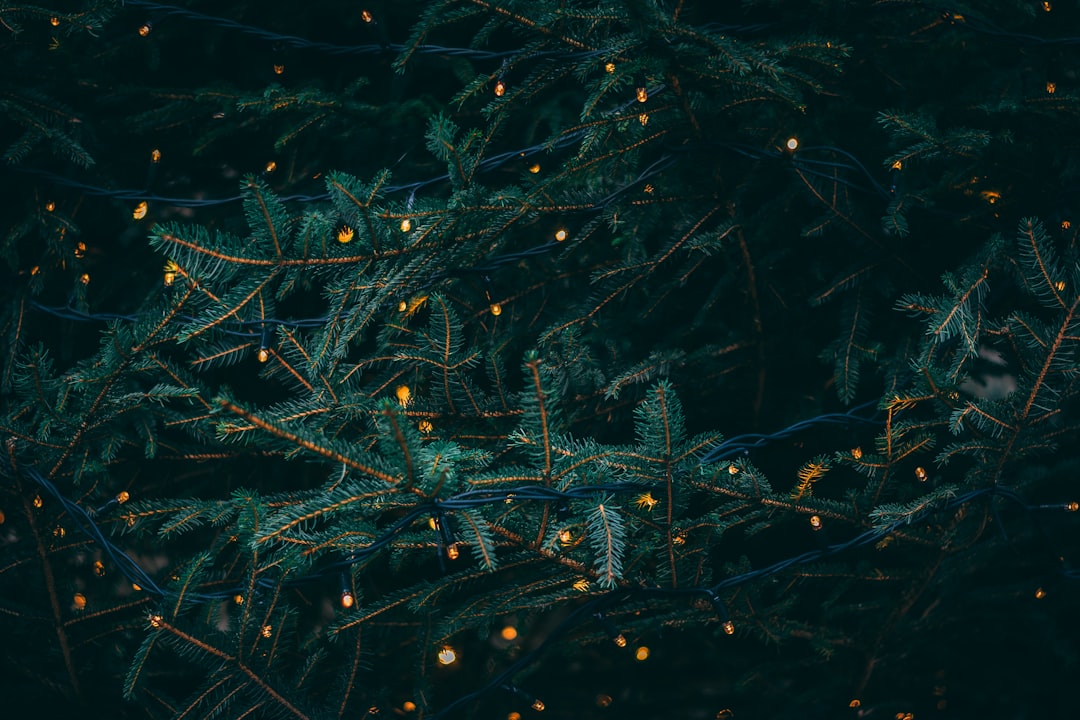 Deck the Halls