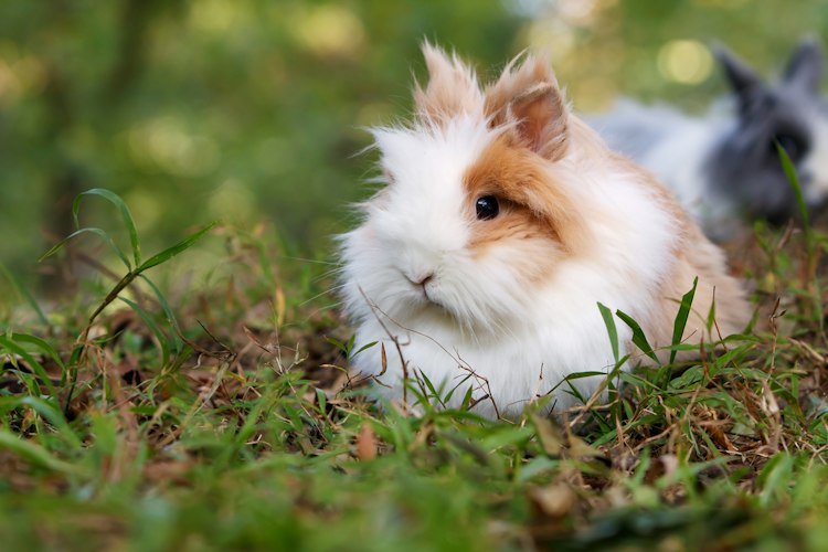 White and brown Lionhead-type rabbit resting among grass and leaves