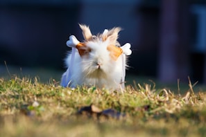 A guinea pig resting peacefully under warm sunlight