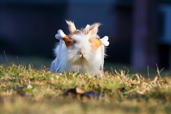 A guinea pig with long, fluffy fur is in the center of the image, adorned with a pair of plush bone-like accessories on its back, resembling white angel wings. It is sitting on grass with sunlight illuminating its fur, creating a warm, inviting atmosphere. The background is softly blurred, emphasizing the guinea pig as the focal point.