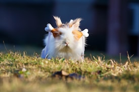 A guinea pig with long, fluffy fur is in the center of the image, adorned with a pair of plush bone-like accessories on its back, resembling white angel wings. It is sitting on grass with sunlight illuminating its fur, creating a warm, inviting atmosphere. The background is softly blurred, emphasizing the guinea pig as the focal point.