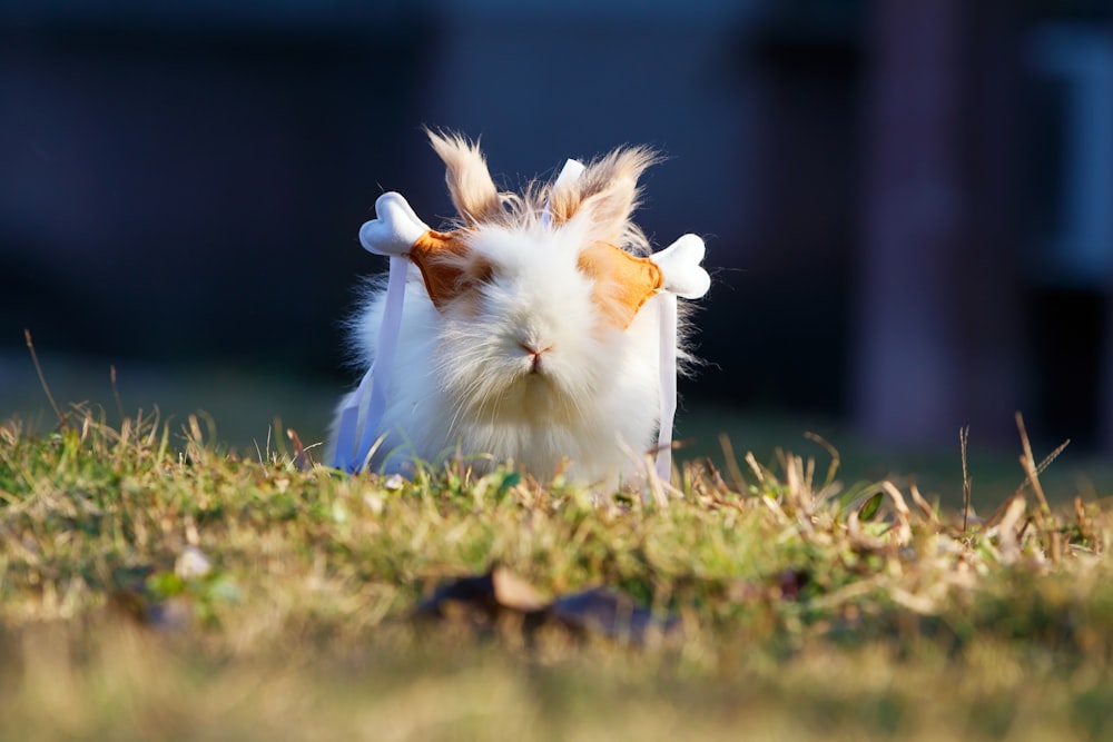 selective focus photography of white guinea pig on grass