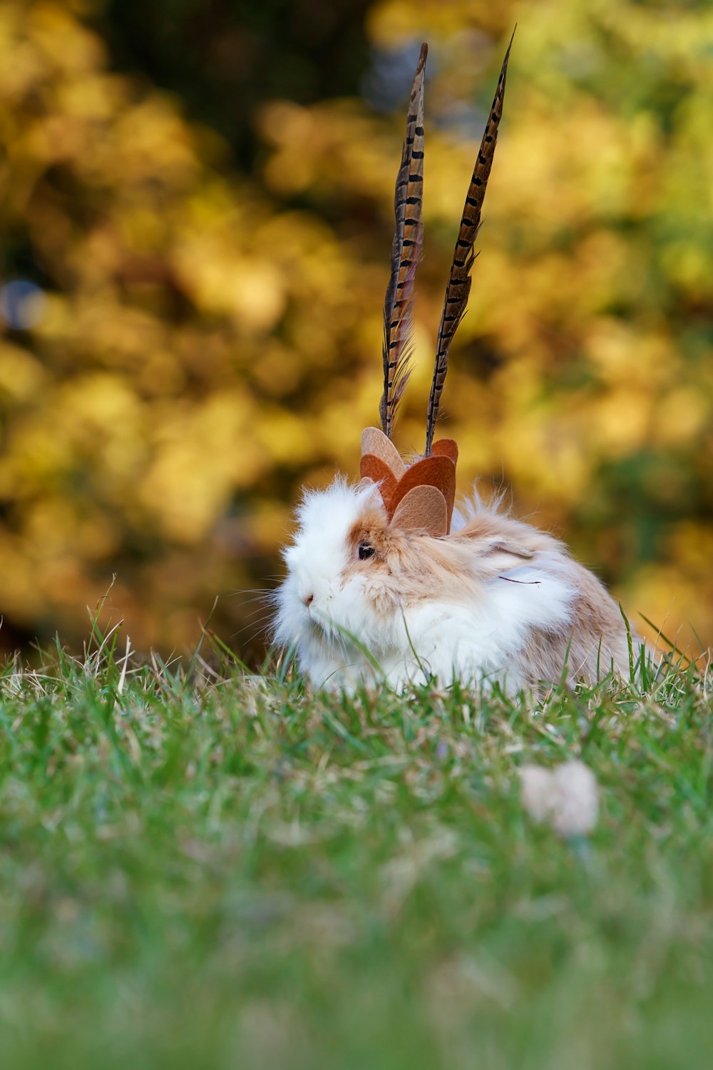 selective focus photo of white and brown rabbit on grass