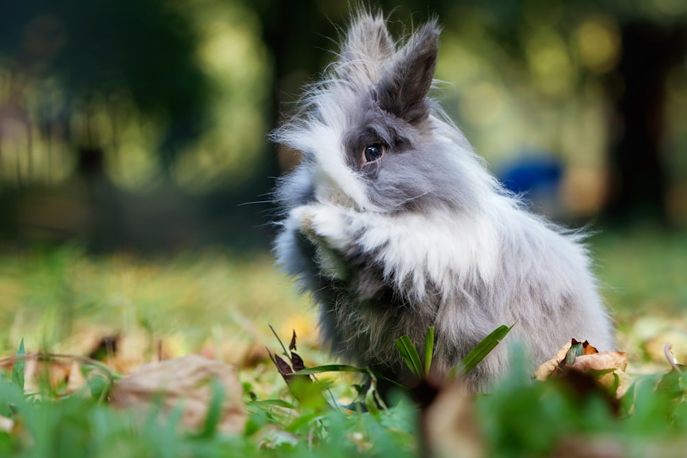 gray lion rabbit on green grass field