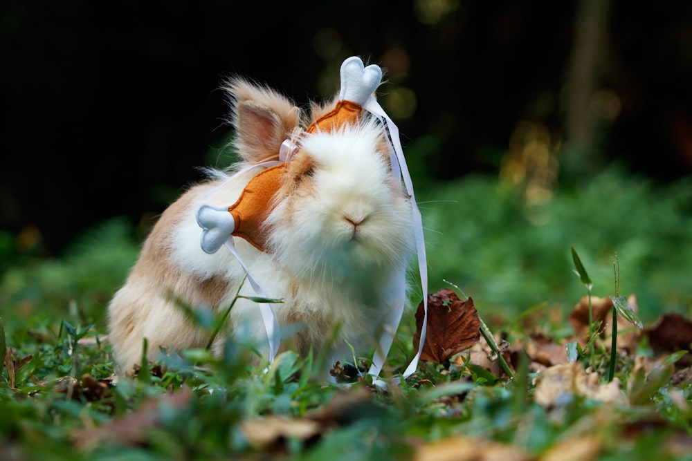 photography of white rabbit