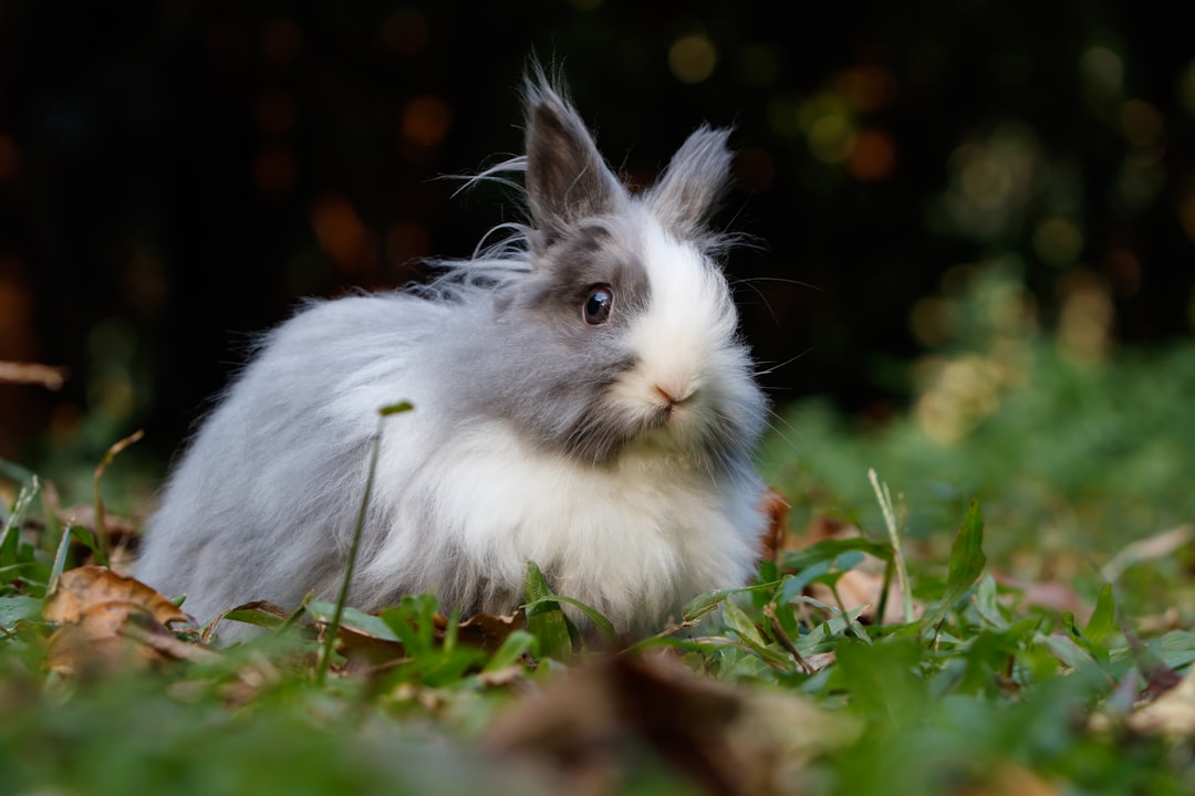 white and grey rabbit on ground