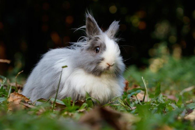 Gray and white Lionhead-type rabbit resting on grass with its mane visible