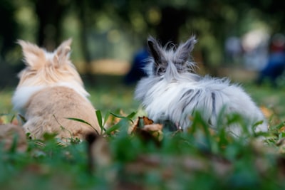 Rundlicher kahler Fleck am Kaninchen: Stress oder übermäßige Fellpflege? Tierarzt aufsuchen!