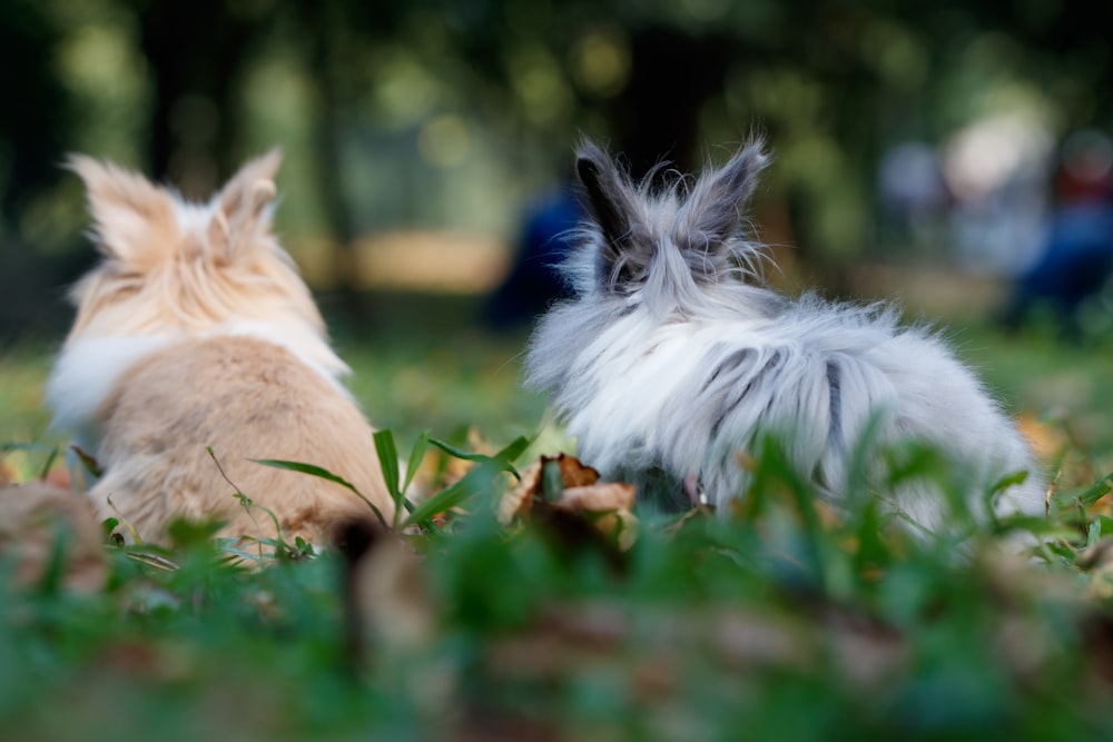 selective focus photo of brown and gray rabbits