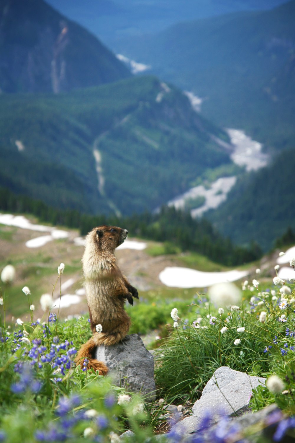 Braunes Eichhörnchen, das tagsüber auf grauem Stein in der Nähe von Blumen steht