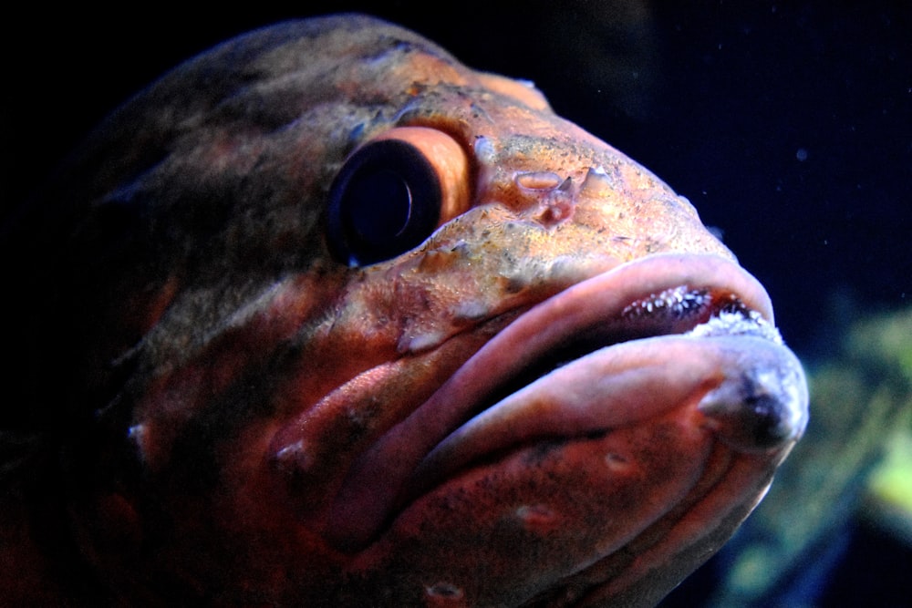 selective focus photography of fish