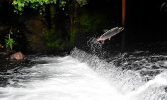 A fish is leaping out of the water above a small waterfall, surrounded by a lush, green forest environment. The flow of the water is intense and white, contrasting with the dark, moss-covered rocks on the side.