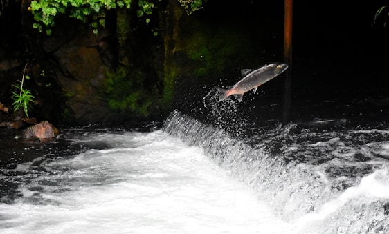 A fish is leaping out of the water above a small waterfall, surrounded by a lush, green forest environment. The flow of the water is intense and white, contrasting with the dark, moss-covered rocks on the side.