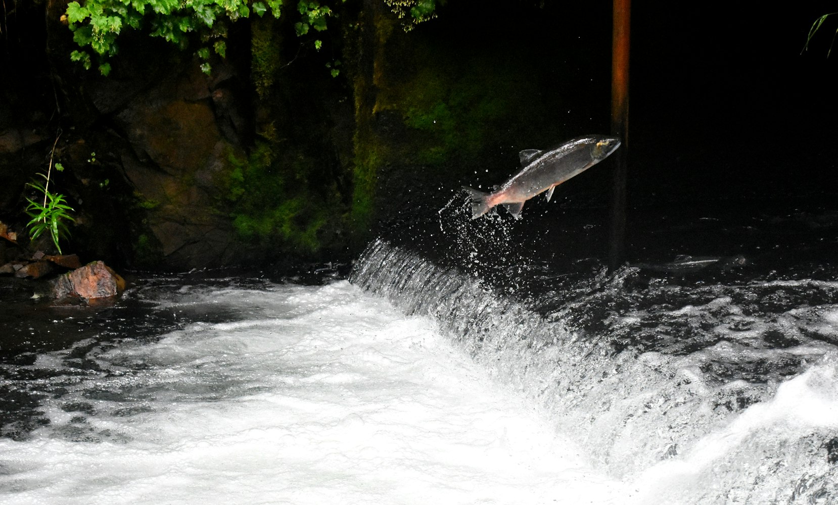 How Long Before These Salmon Are Gone? ‘Maybe 20 Years’