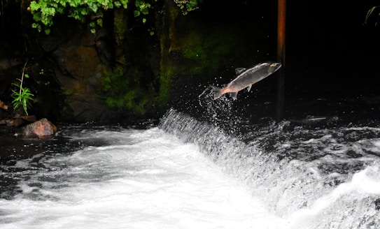 A fish is leaping out of the water above a small waterfall, surrounded by a lush, green forest environment. The flow of the water is intense and white, contrasting with the dark, moss-covered rocks on the side.