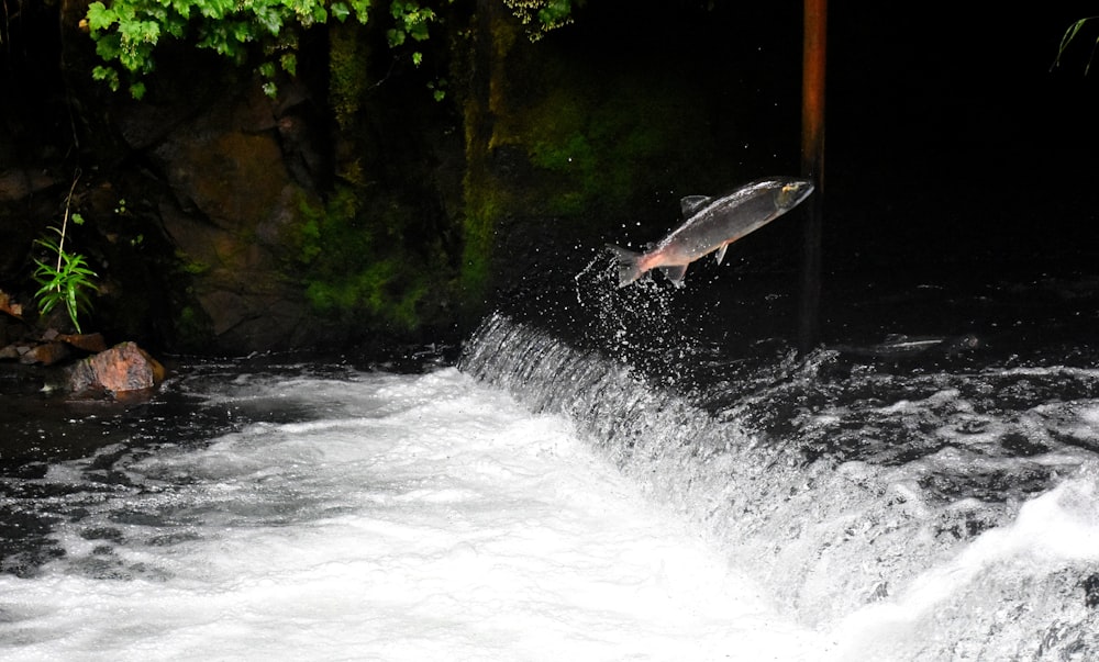 gray fish jumping over body of water surrounded with plants
