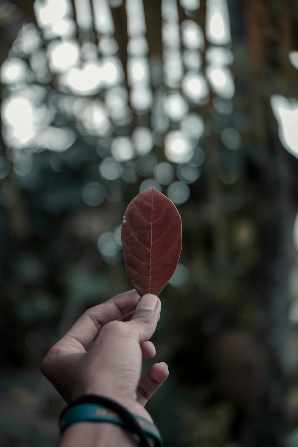 마른 잎을 들고 있는 사람의 보케 사진