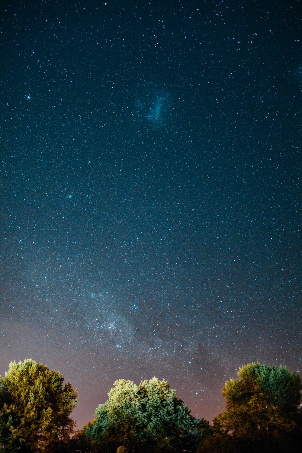 green trees under blue sky with stars