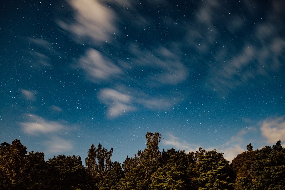 árboles bajo el cielo azul