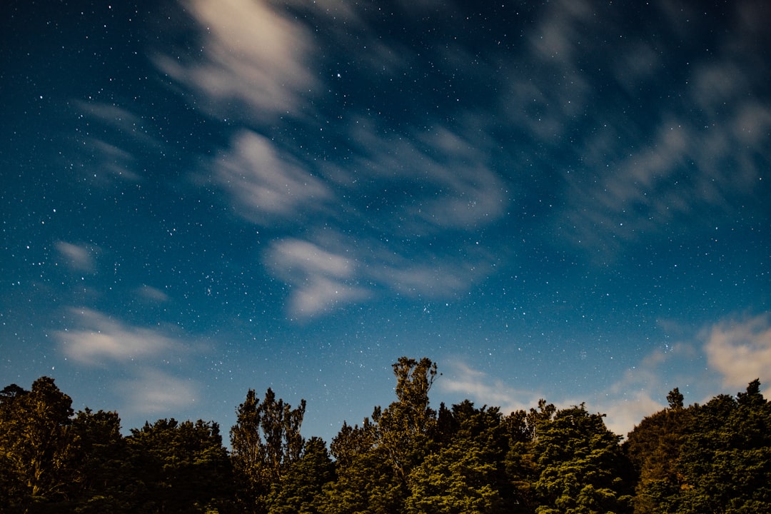 trees under blue sky