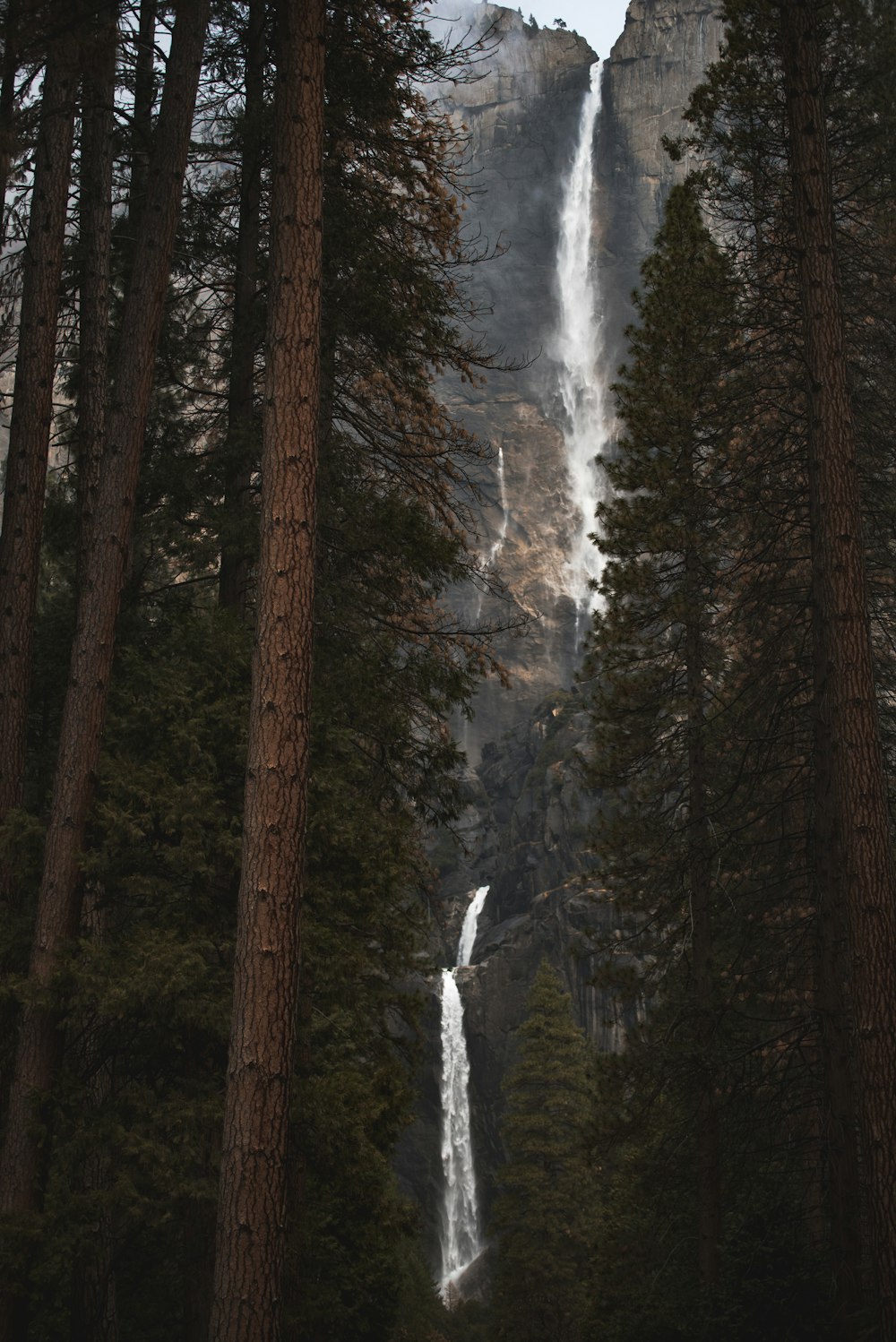 alberi che si affacciano su Angel Falls Venezuela di giorno