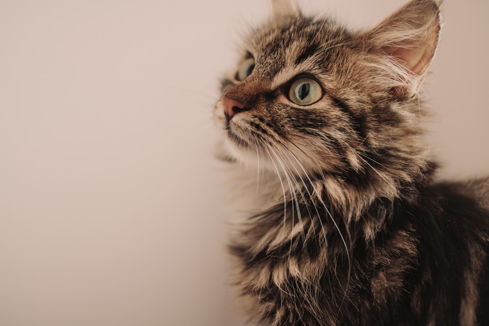 short-fur black and brown kitten