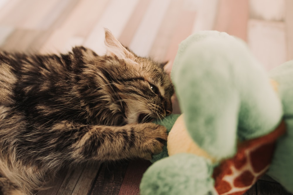 brown and black tabby cat playing with plush toy