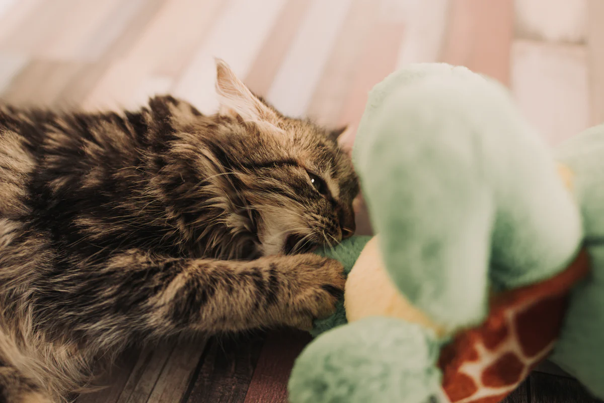 Tabby cat playing with a plush enrichment toy