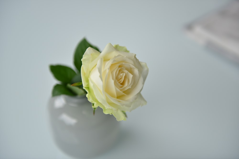 white rose flower close-up photo