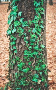 green ivy vines on grey tree trunk
