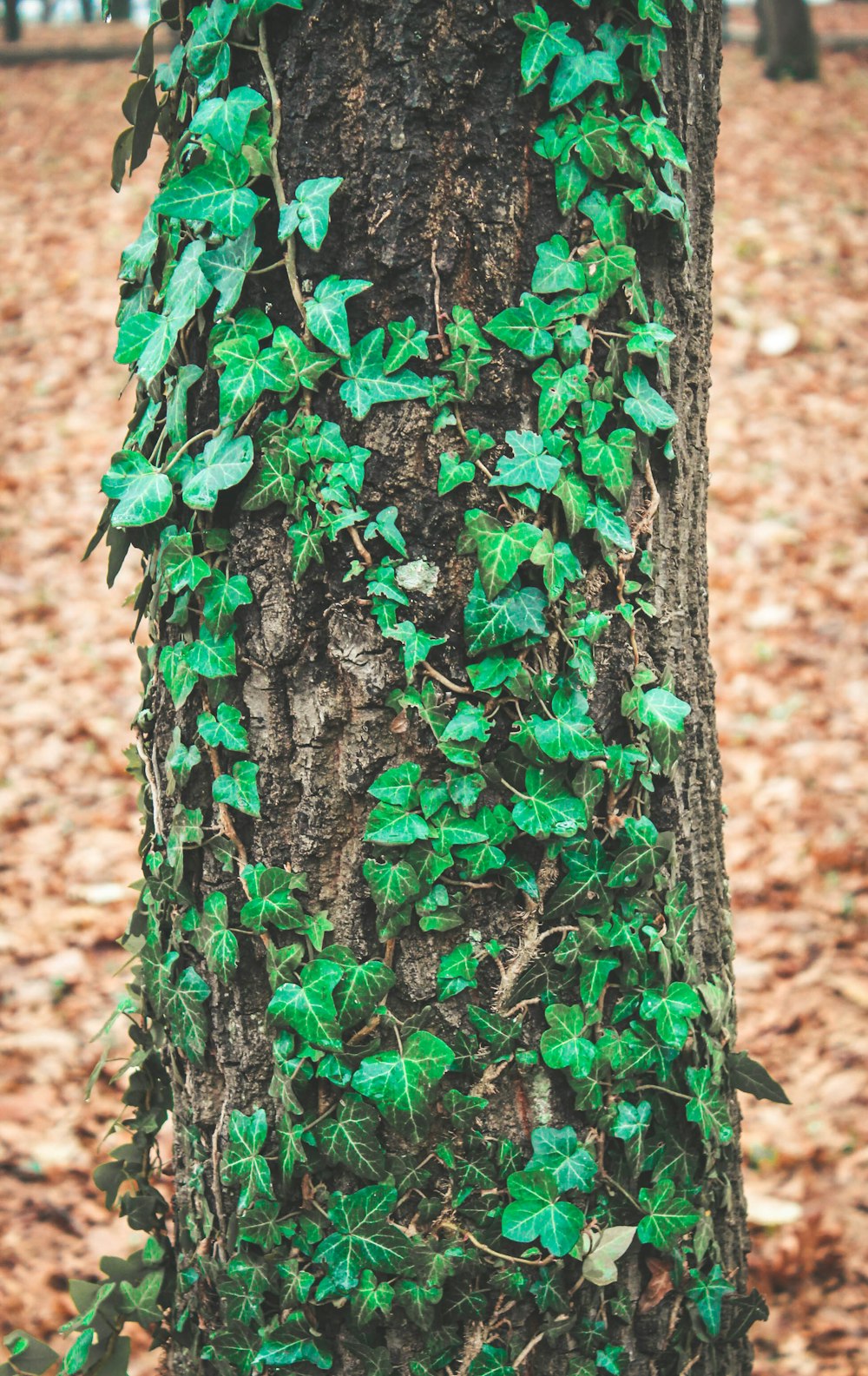 trepadeiras de hera verde no tronco cinzento da árvore