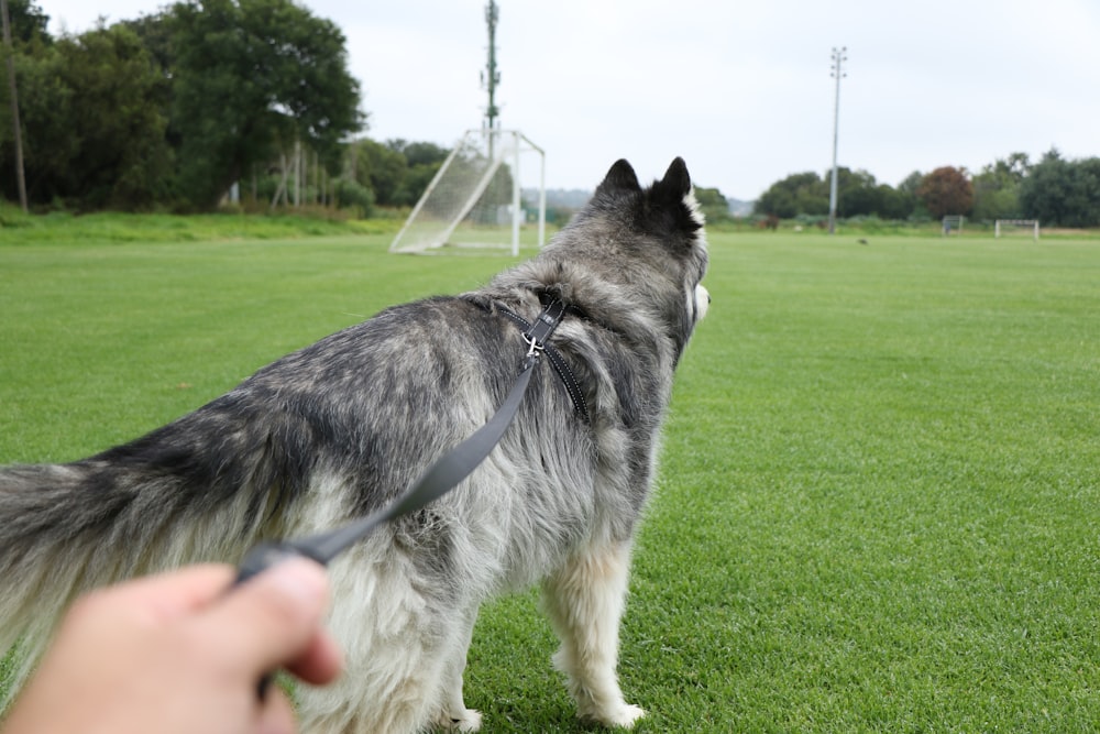 person holding gray leash of long-coated white and gray dog