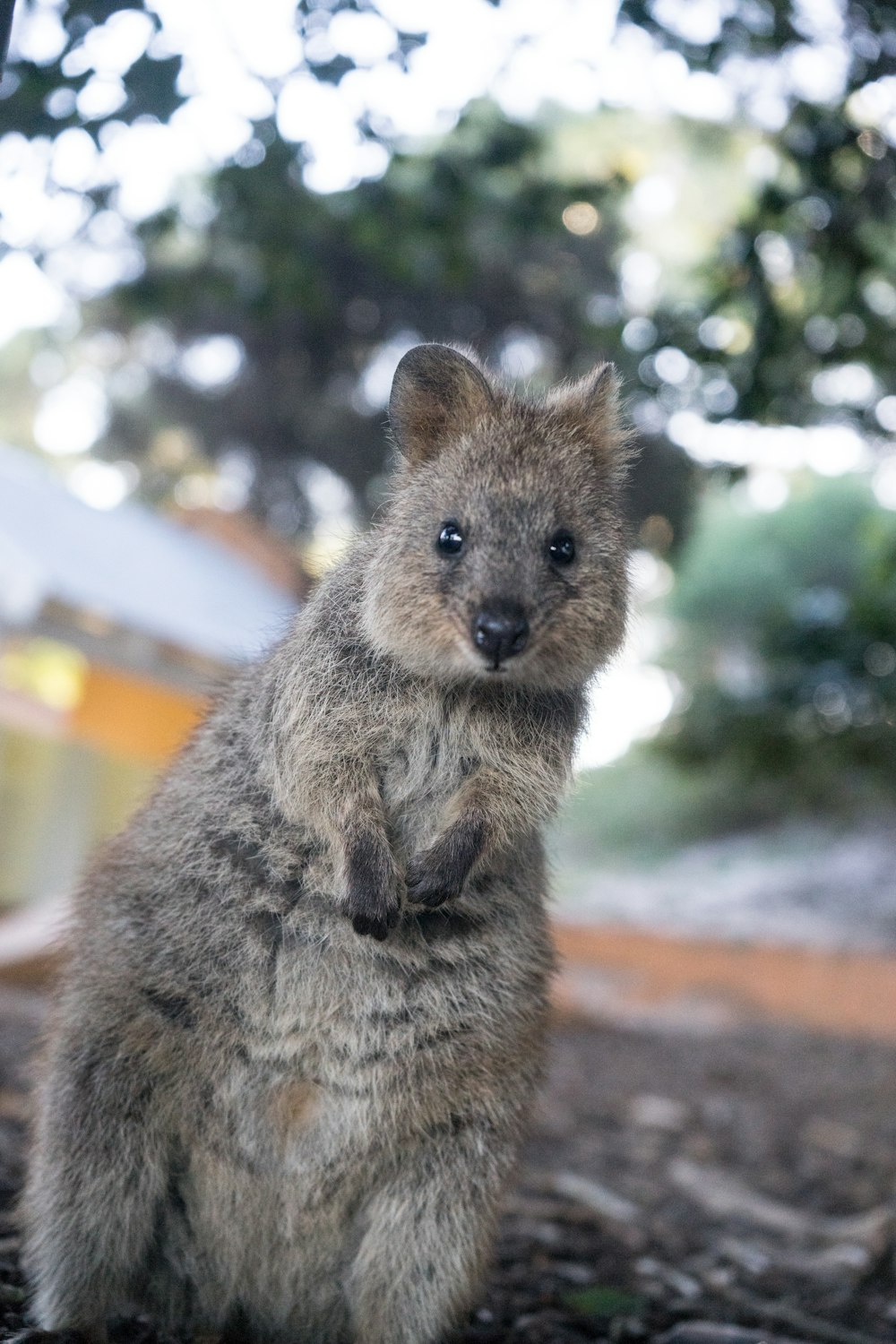 selective focus photography of gray animal