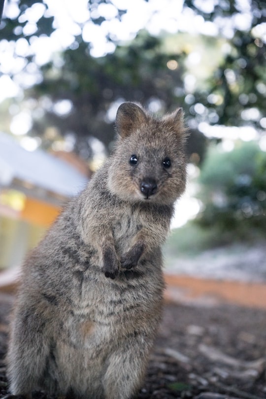 selective focus photography of gray animal in Rottnest Island Australia