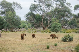 A grassy field with three kangaroos grazing. Surrounding the kangaroos are scattered bushes and several large trees with lush green leaves. The sky appears overcast and the overall environment suggests a natural Australian landscape.