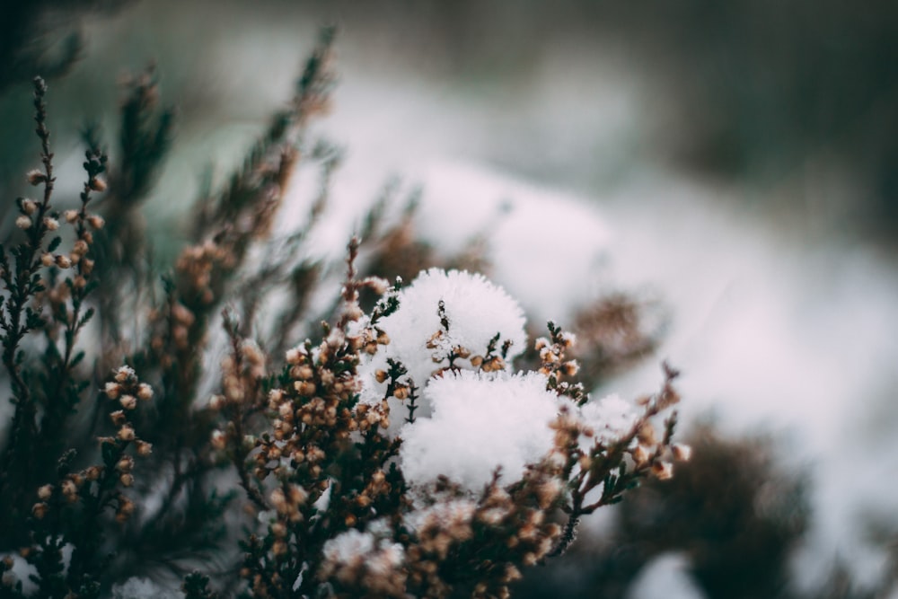 close up photo of pine trees with snow