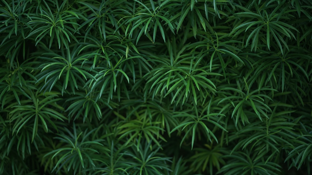 green leaf plants