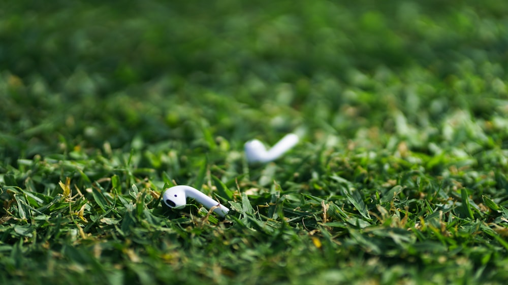 pair of white Apple AirPods in shallow focus