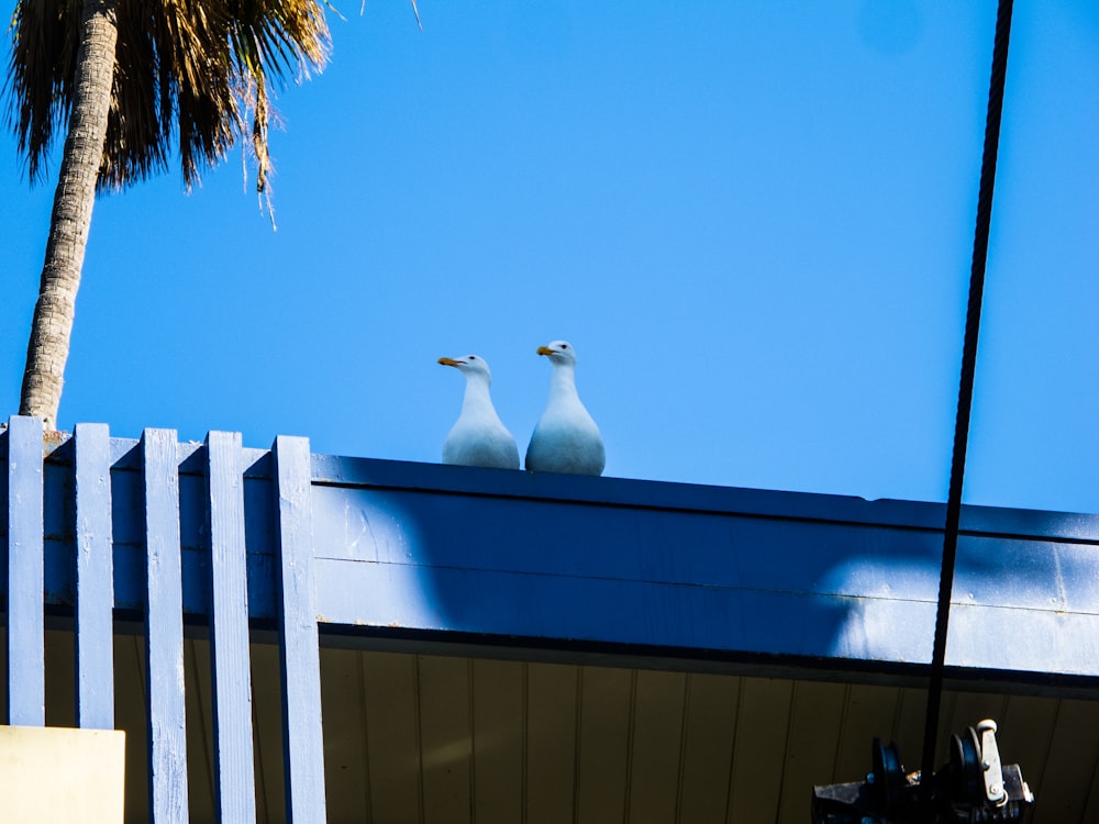 two seagulls on top of blue surface