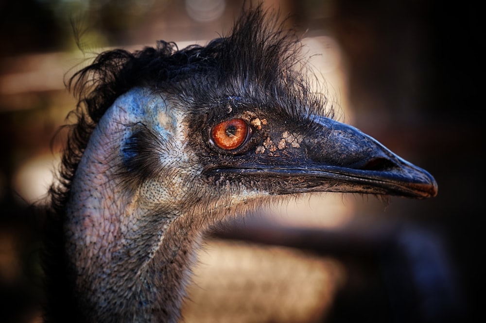 close-up photo of ostrich