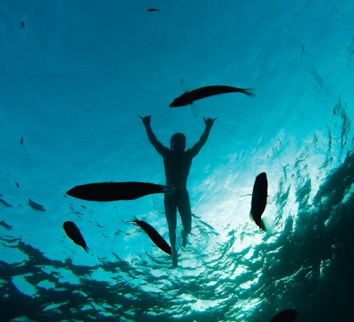 A silhouette of a person floats underwater surrounded by several fish. The light from the surface creates a shimmering effect on the clear blue water.