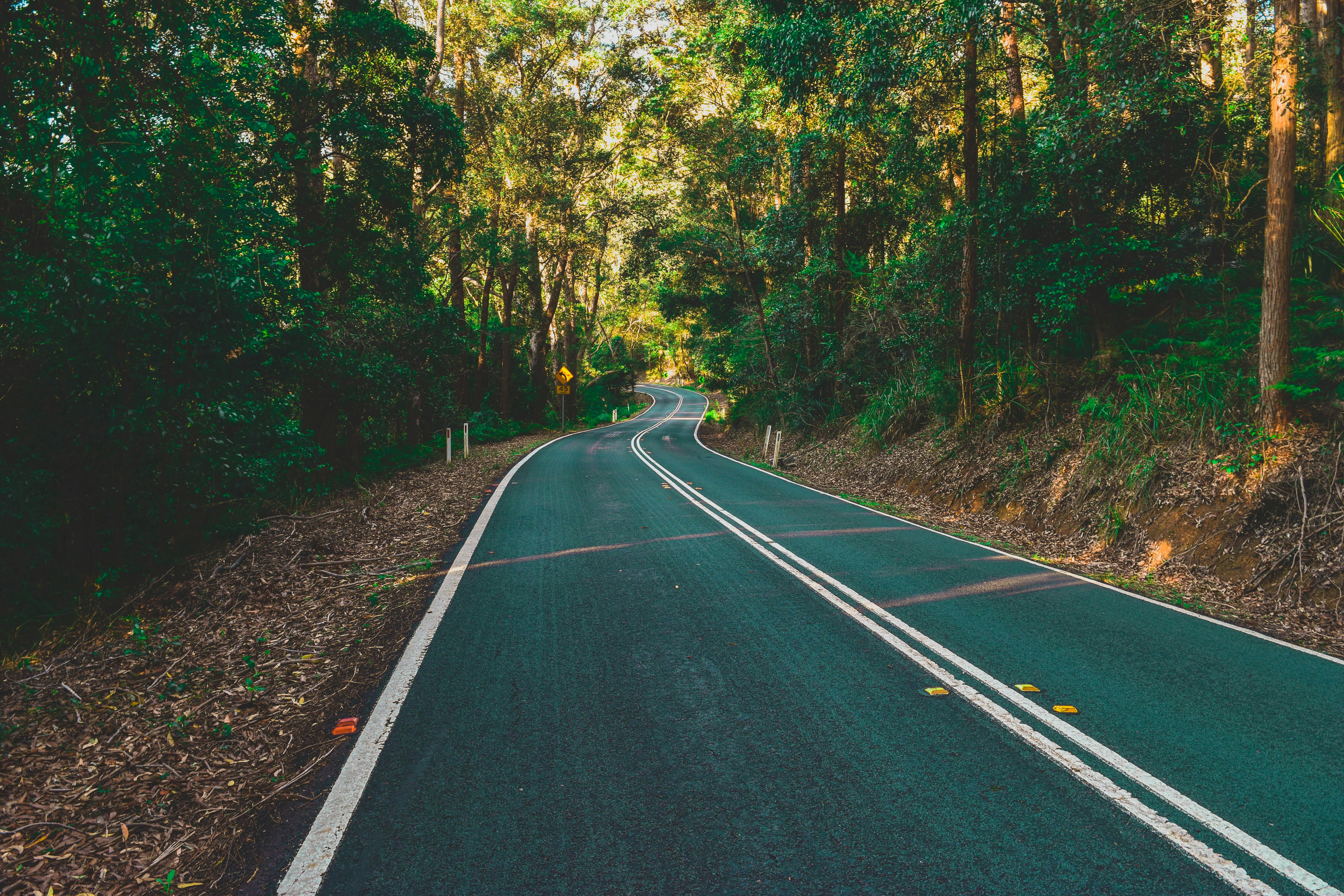 asphalt road between trees