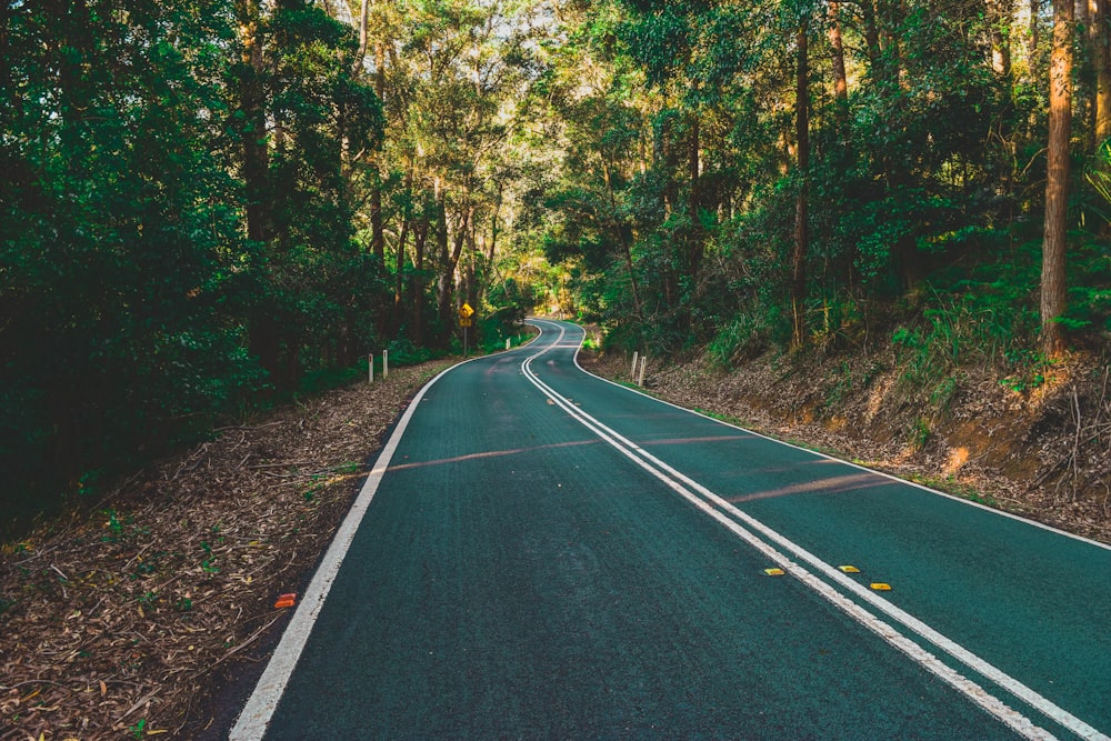 asphalt road between trees