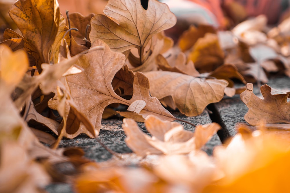 selective focus photography of maple leaves