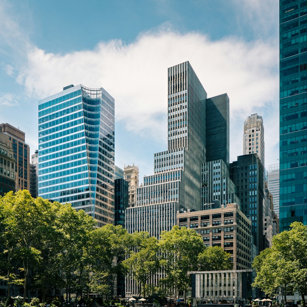 tall trees in front of high-rise buildings