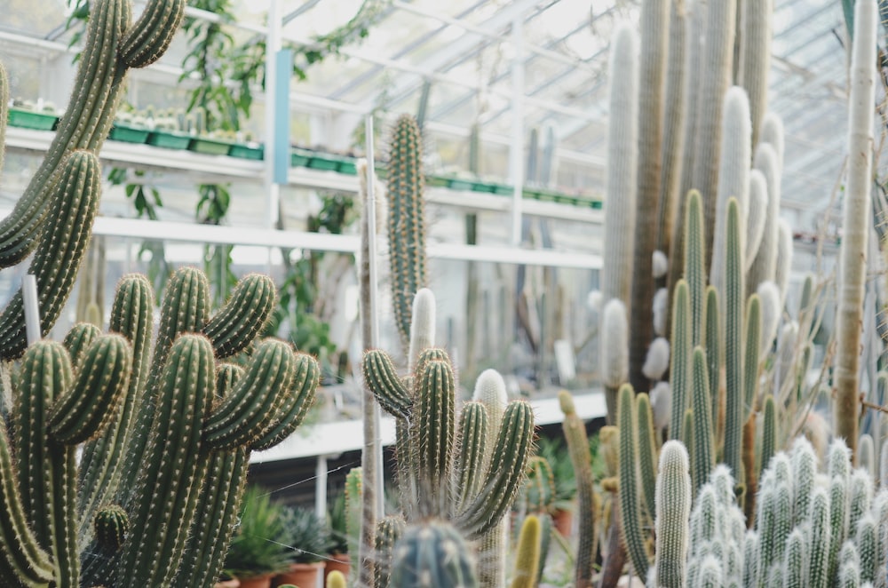 white, green, and yellow cacti