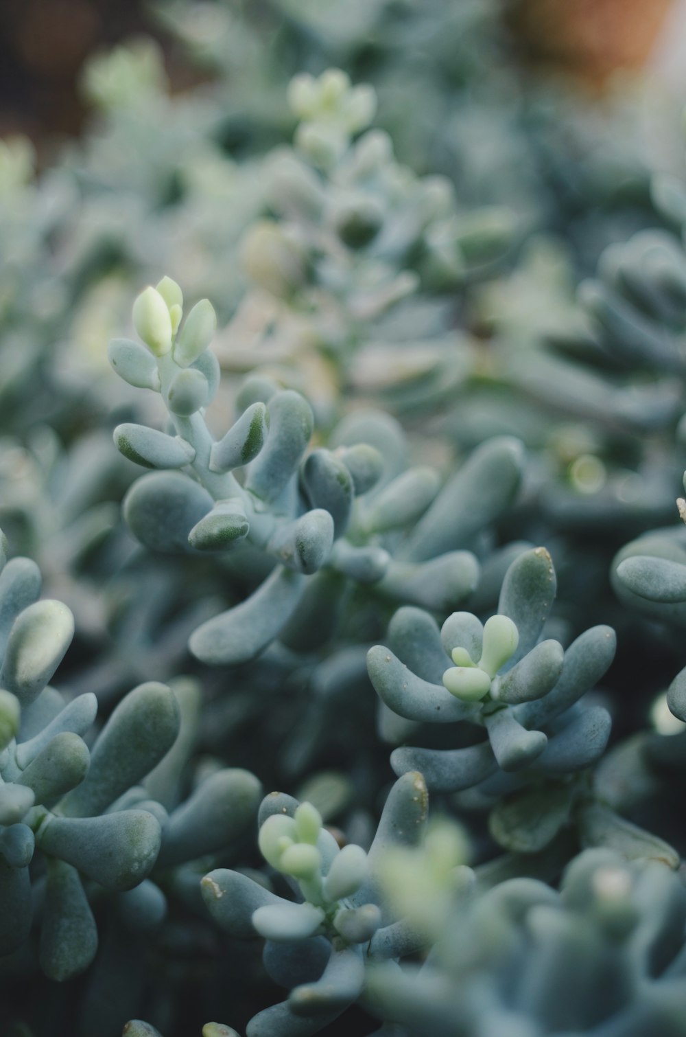 close-up photography of plant