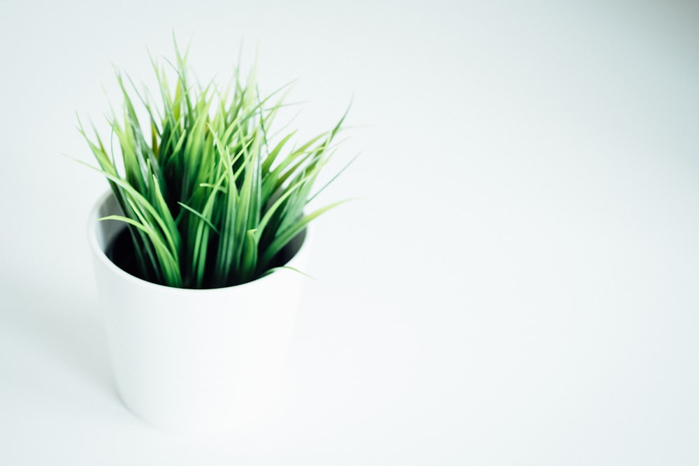 green leafed indoor plant on white vase